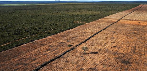 Até 25% da vegetação nativa está sujeita a degradação