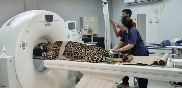 Onça-pintada de 18 anos faz bateria de exames passa por tomografia