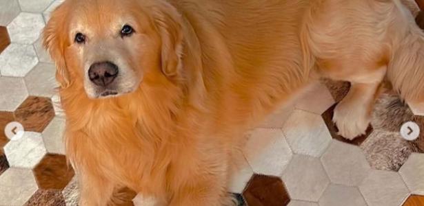 o que é choque cardiogênico, que matou cão Joca