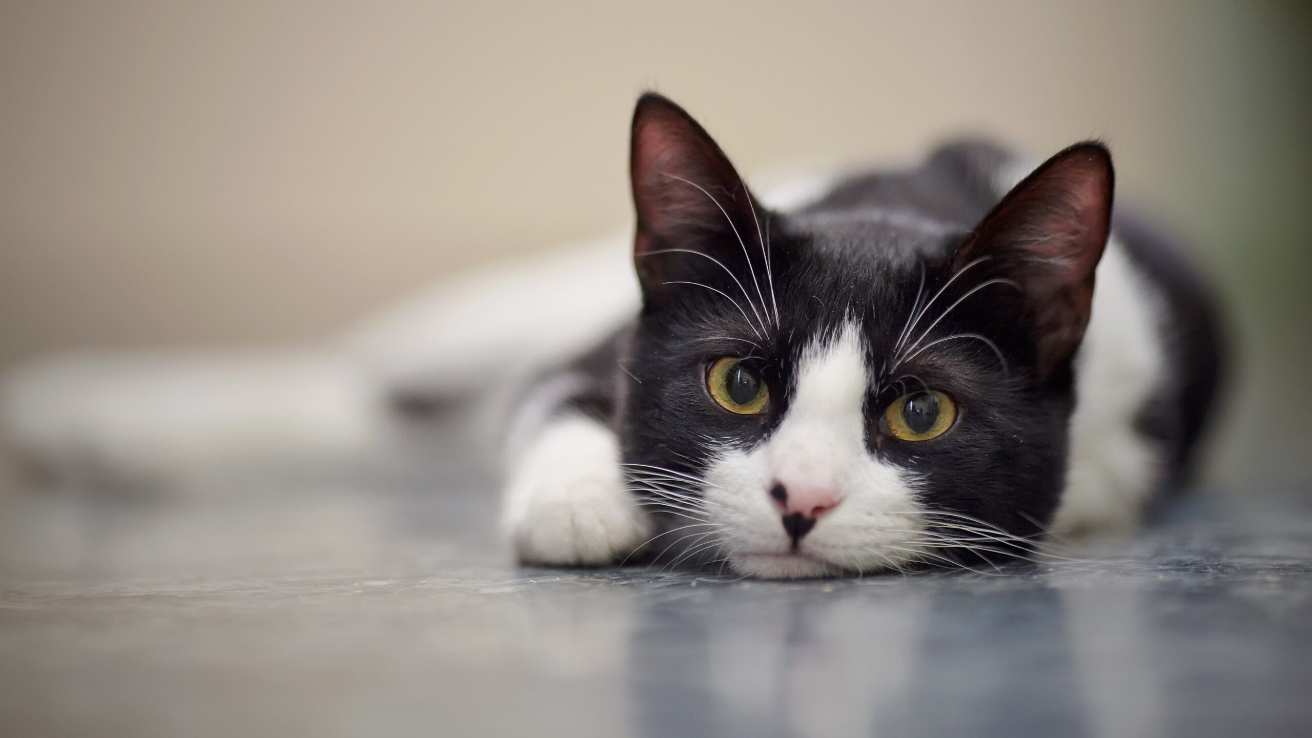 Adolescentes são condenados à prisão por torturar e assassinar gatos no Reino Unido: ‘Queria matar alguém’ | Mundo